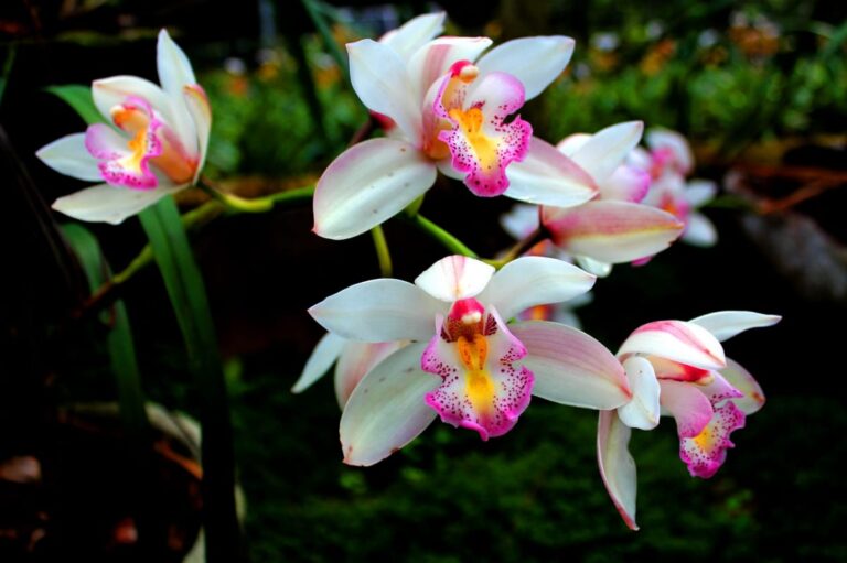 Las orqu&iacute;deas se han de podar a veces