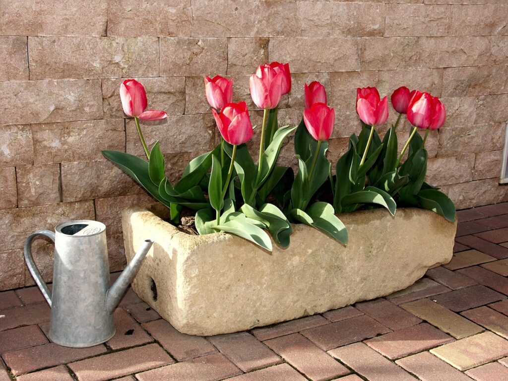 cuando se siembran los tulipanes