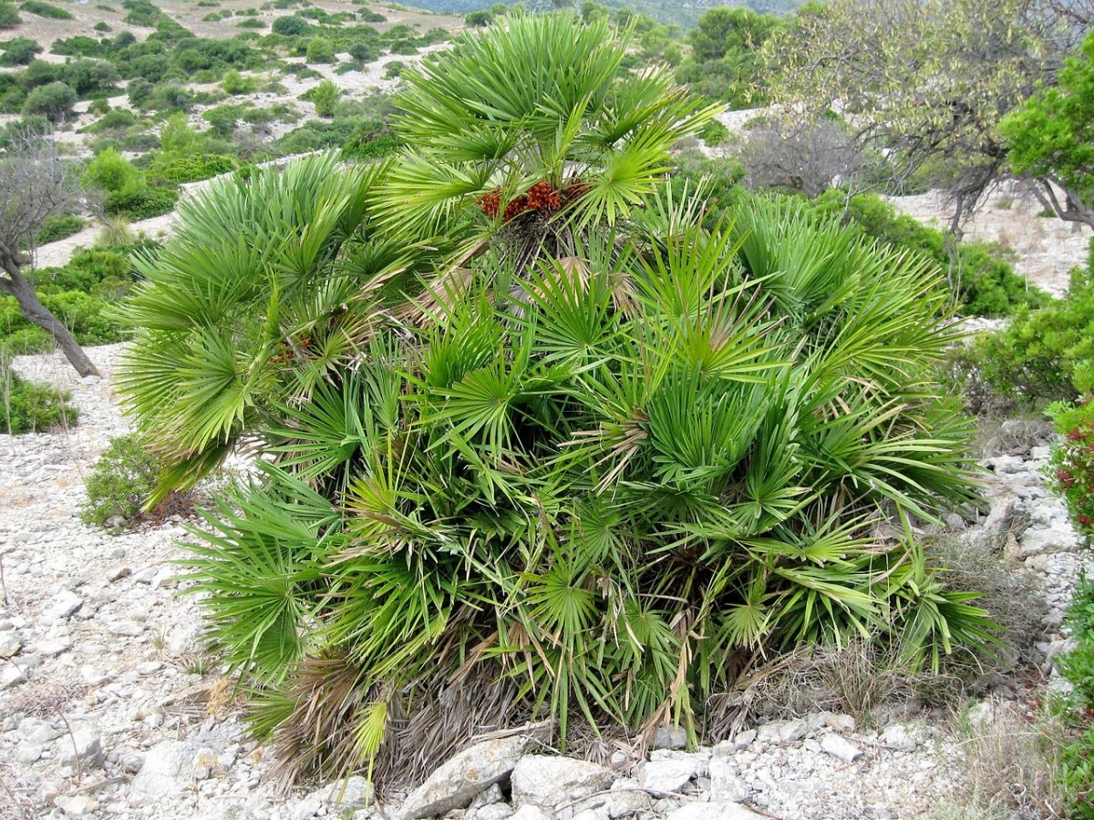 The heart of palm is native to Spain