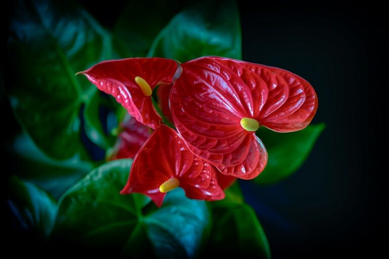 Why are my Anthurium leaves curling?  (Causes and solutions) – ISPUZZLE