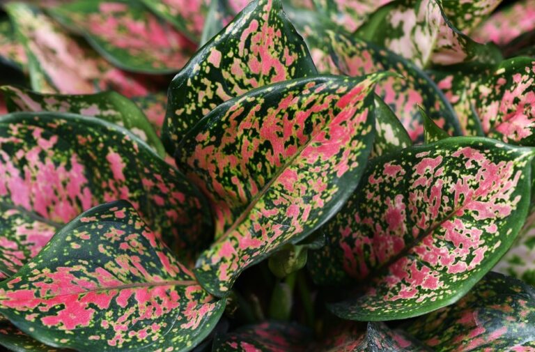 Why are my Chinese evergreens turning brown?  - A PUZZLE