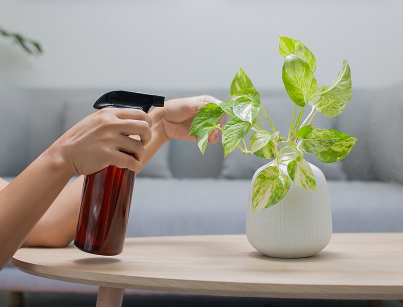Why are my Pothos leaves turning yellow?  - A PUZZLE