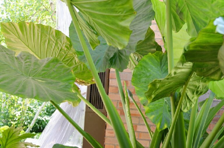 Why are my alocasia leaves turning brown?  - A PUZZLE