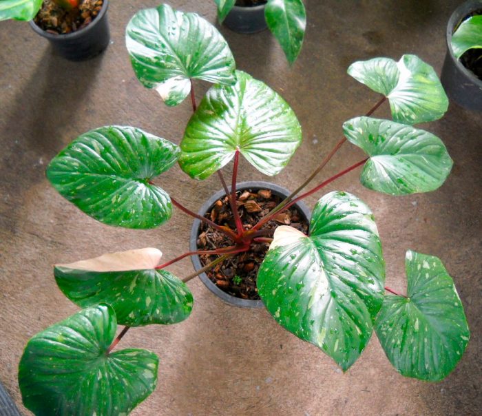 Why are my homomeno leaves curling up?  (Tuning Tips) – ISPUZZLE