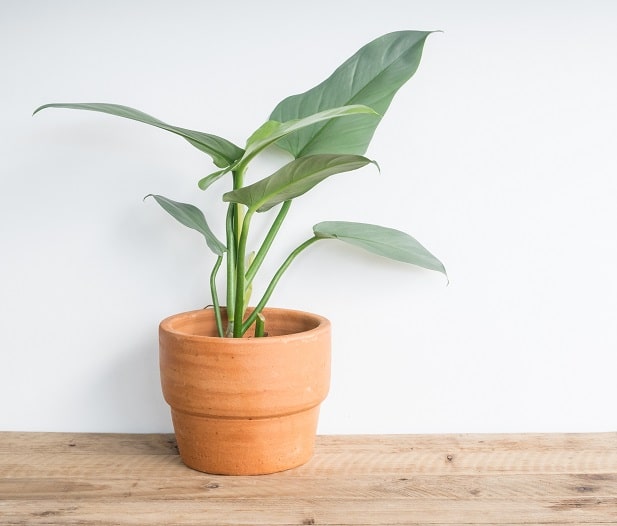 Why are my philodendron leaves curling?  (Causes and solutions) – ISPUZZLE