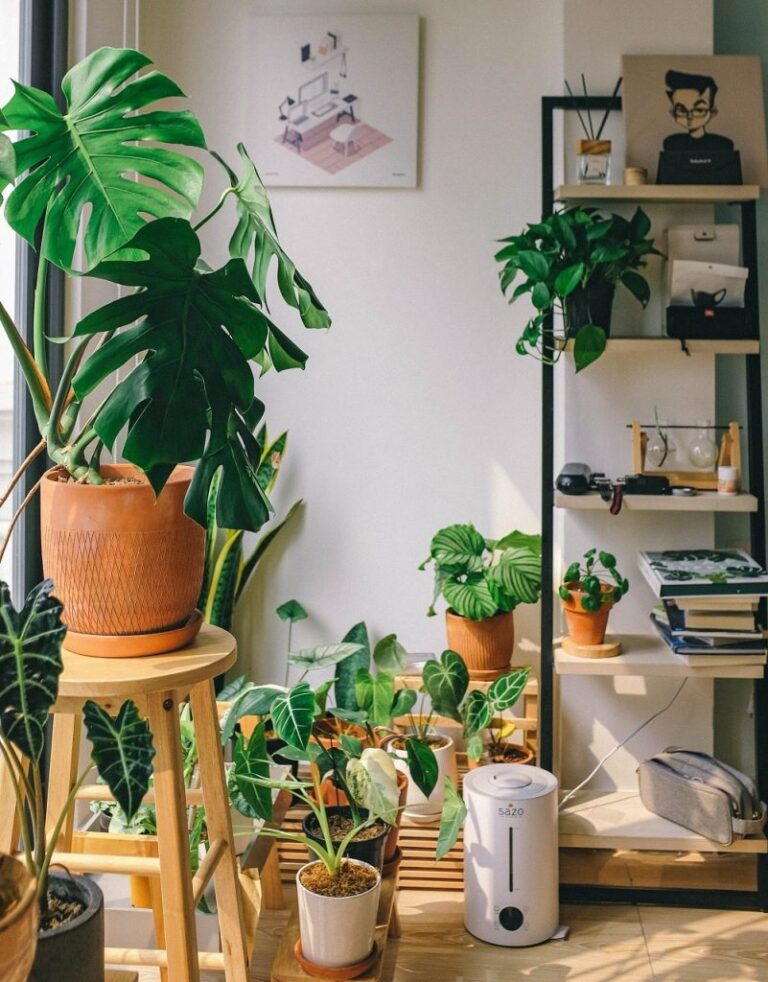 Why are variegated Monstera so expensive?  (Monstera Prize) – ISPUZZLE