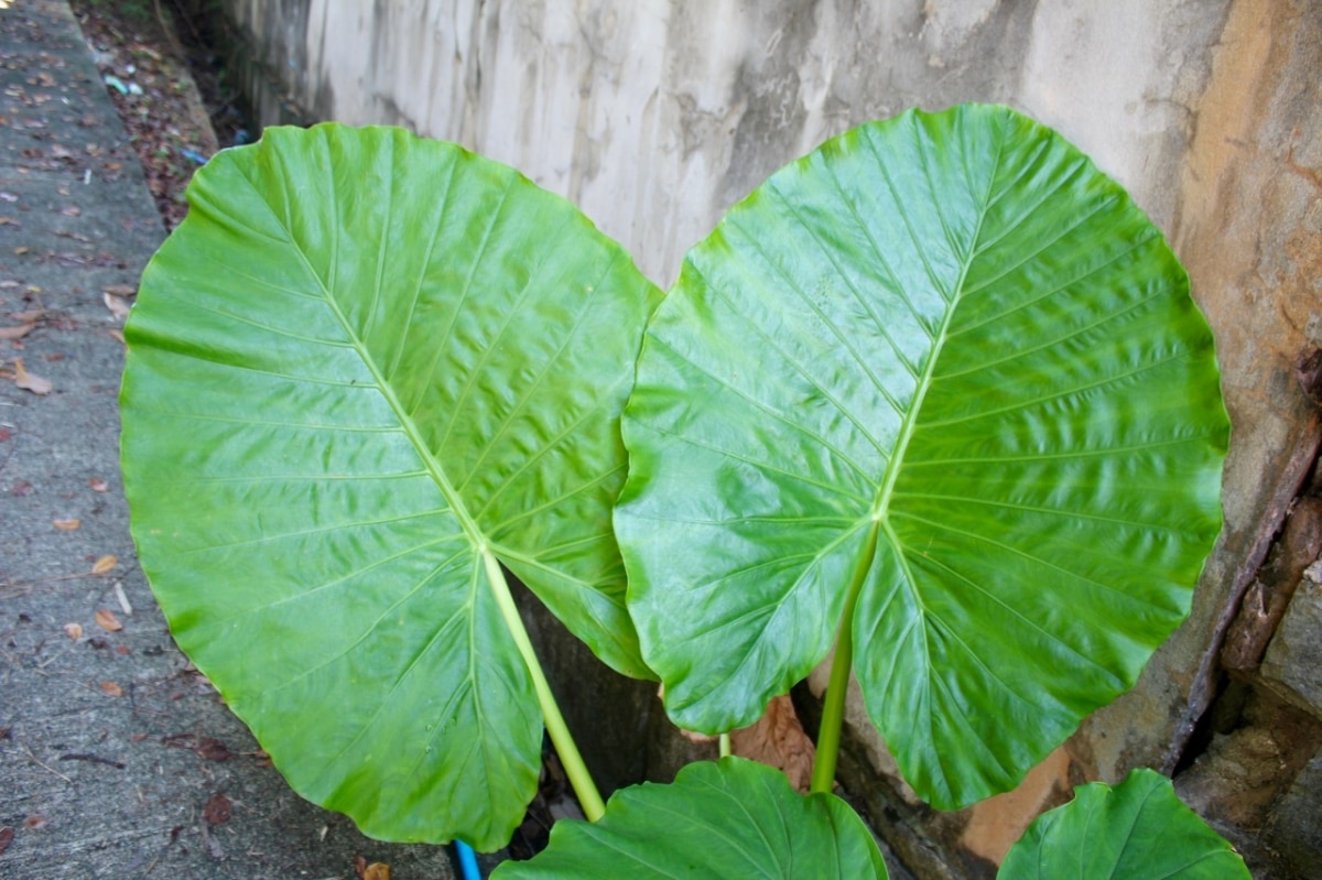 Alocasia may have yellow leaves