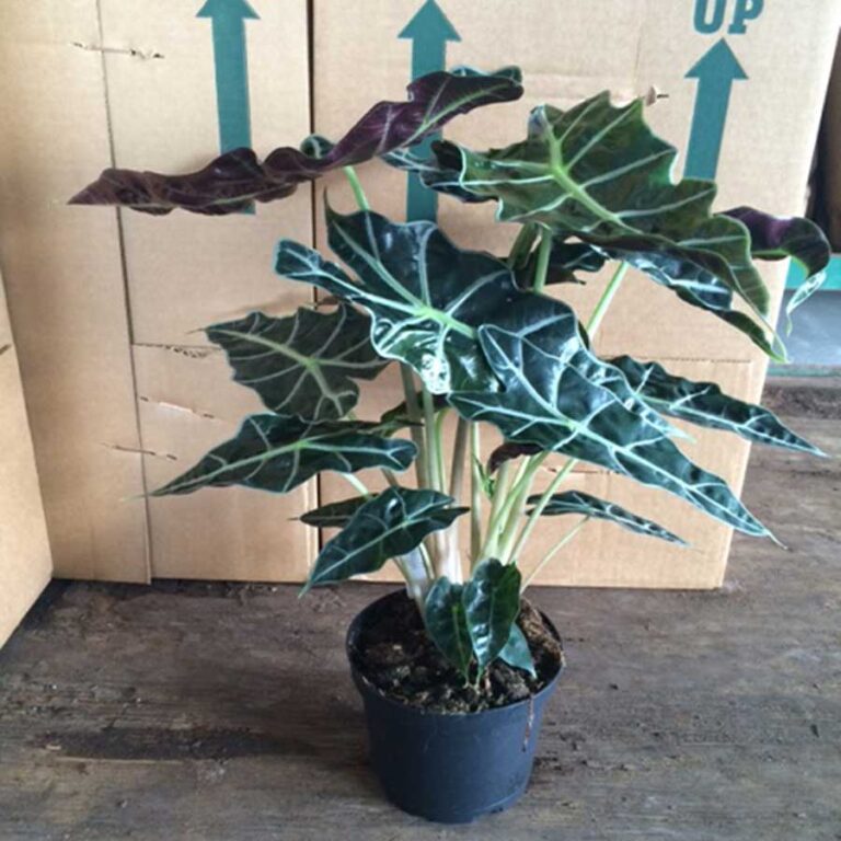 Why is my Alocasia Polly dying?
