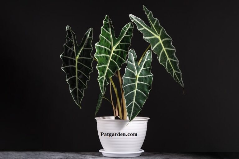 Why is my Alocasia Zebrina suspended?