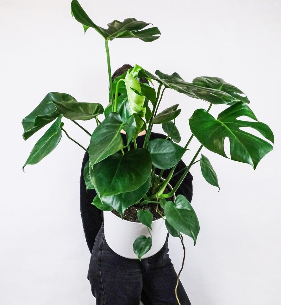 Why is my Monstera dying?  (Quick fixes) – ISPUZZLE