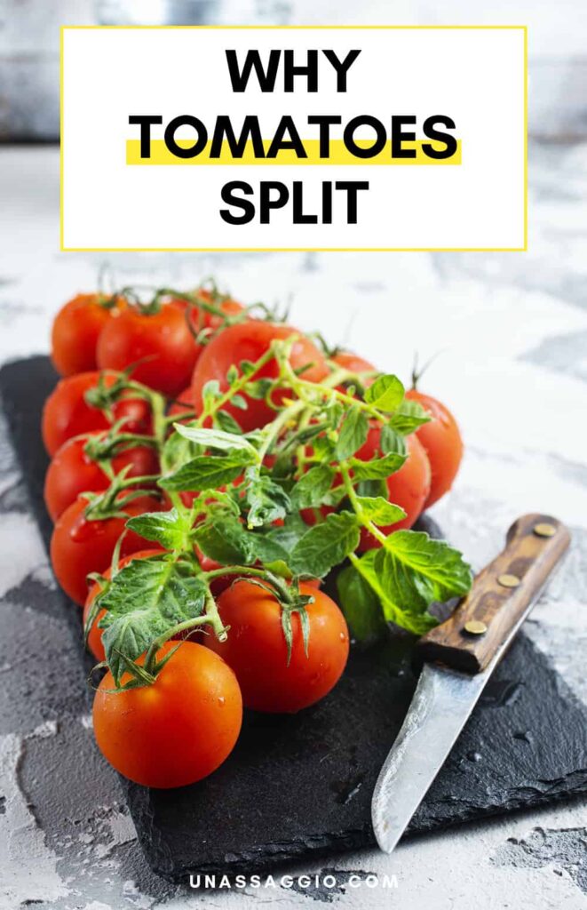 Why split tomatoes?