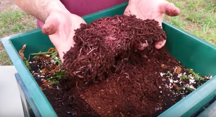 Worm farming, for the garden or for work