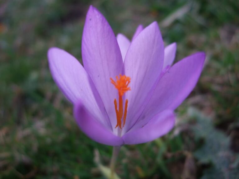 crocus flowers