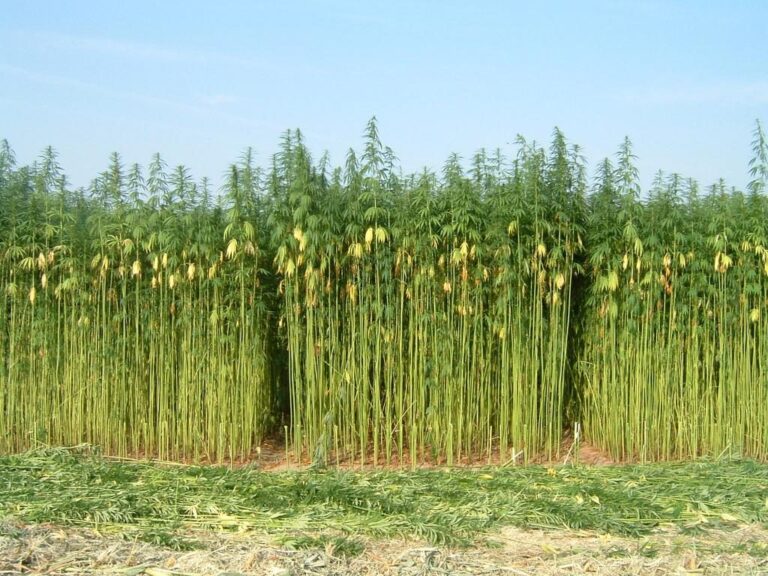 hemp cultivation