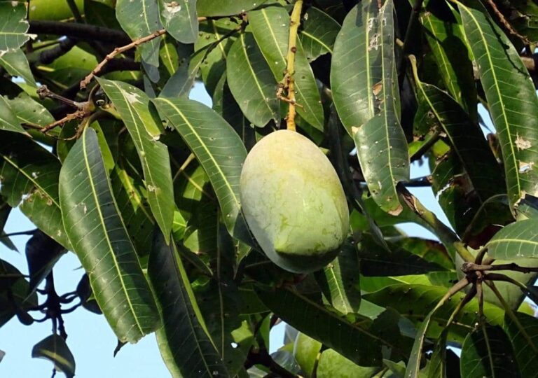 El mango es un frutal tropical