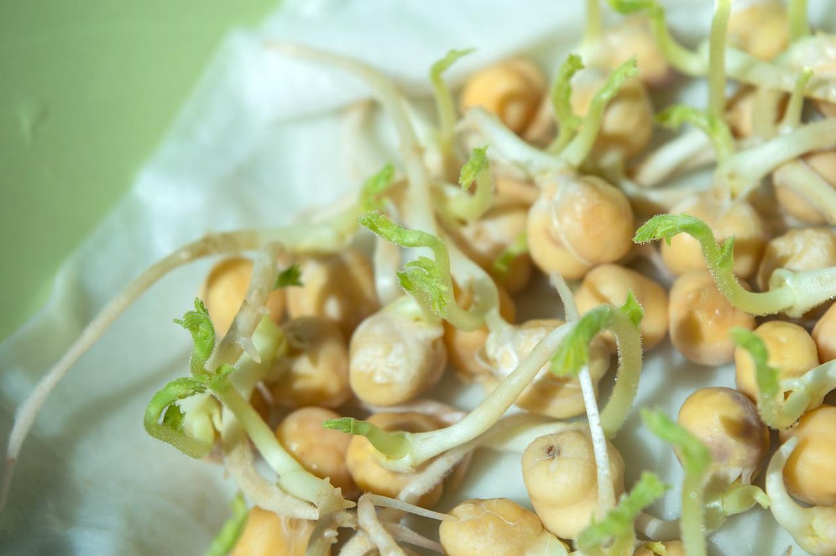 The best time of year to plant chickpeas is spring.
