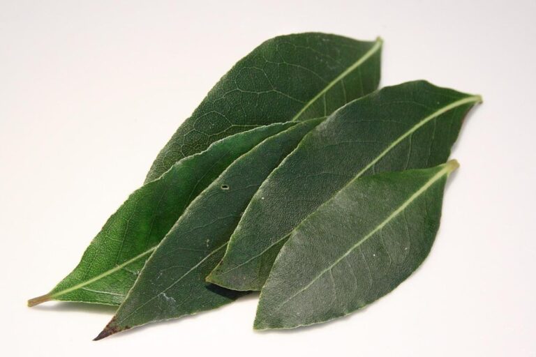 El laurel es un insecticida eficaz contra hormigas, pulgones y moscas