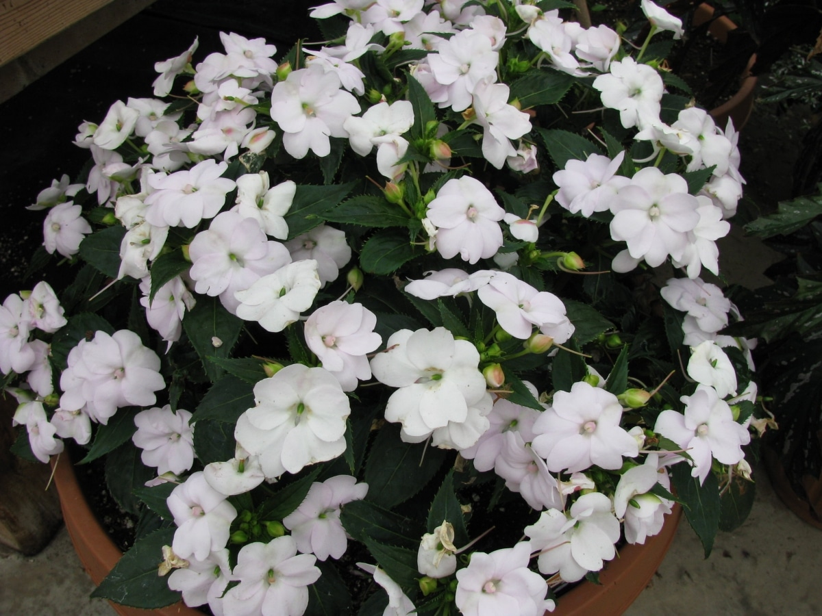 Impatiens is a tropical plant