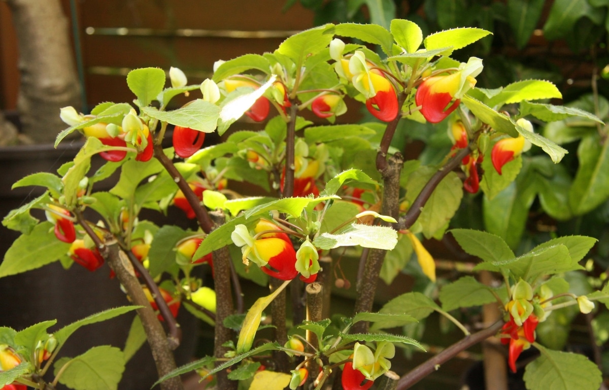 Impatiens is a grass that blooms in the spring