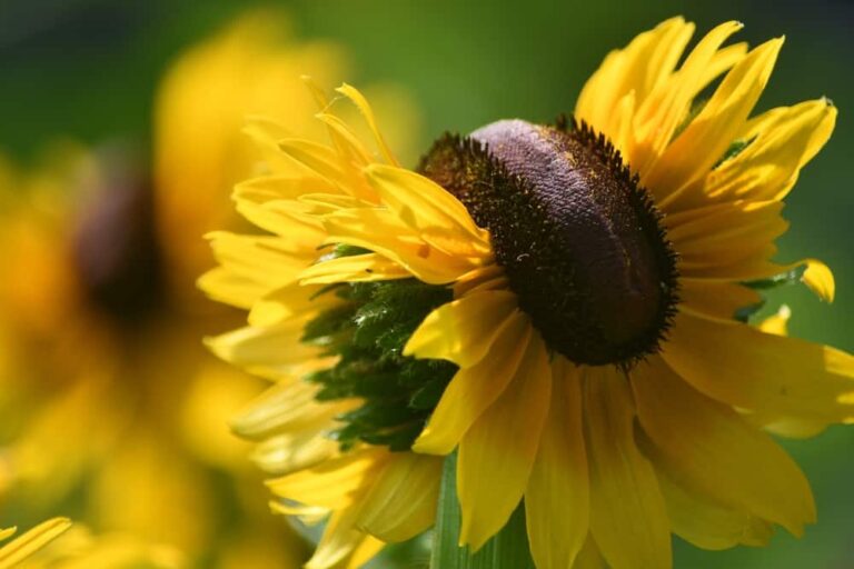 Understanding Plant Fasciation and How to Deal With It