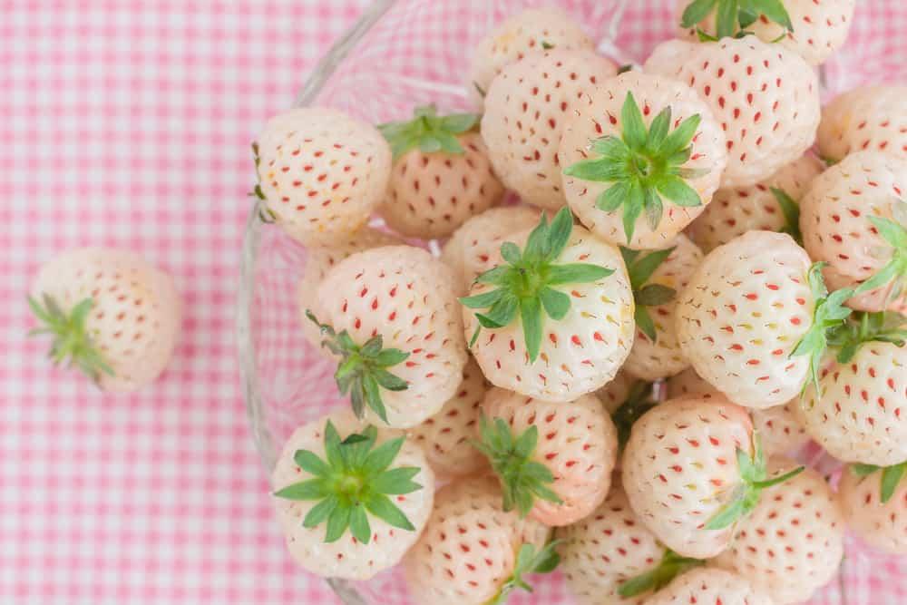 Growing Pine Berries: How To Plant And Care For White Strawberries