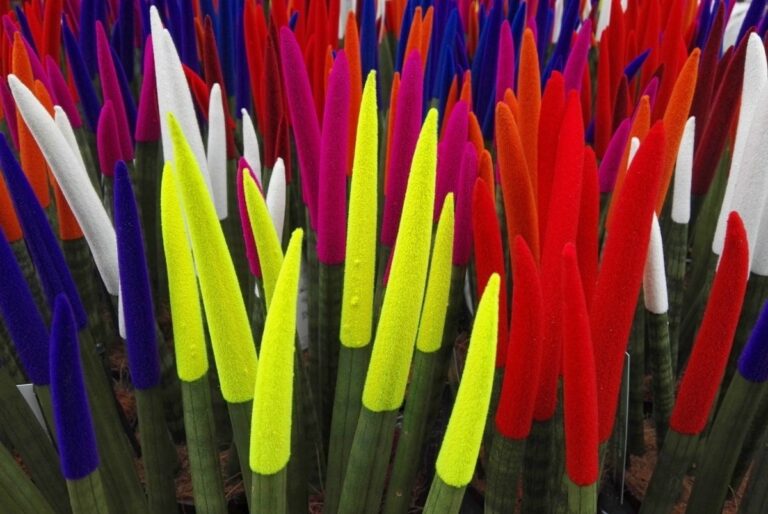 Las sansevieras de colores est&aacute;n pintadas