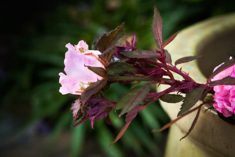 How to Identify and Treat Rose Rosette Disease