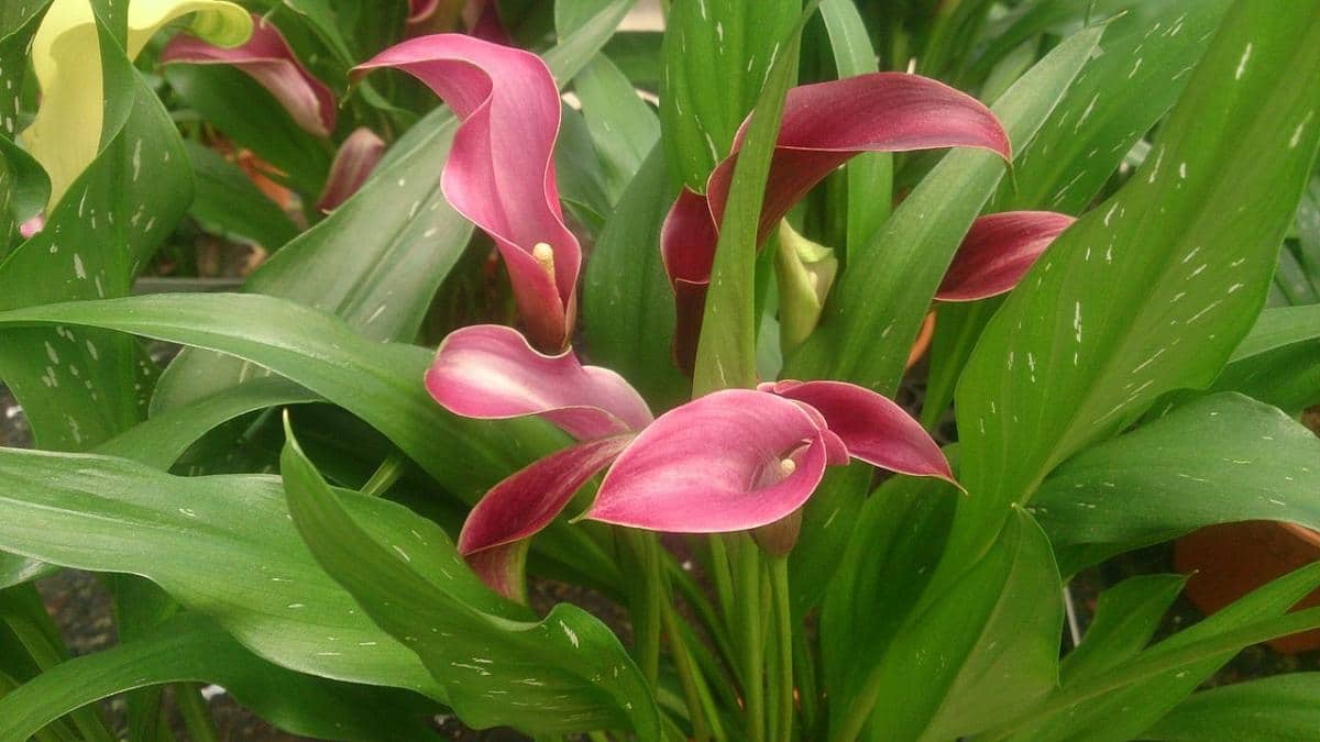 The pink calla is a herbaceous plant