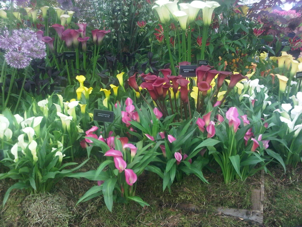 Callas are perennials