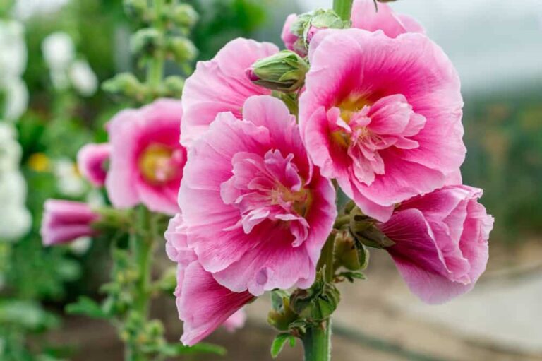 An essential guide to growing hollyhocks for food and beauty