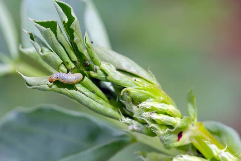 How to identify, treat and prevent this garden pest