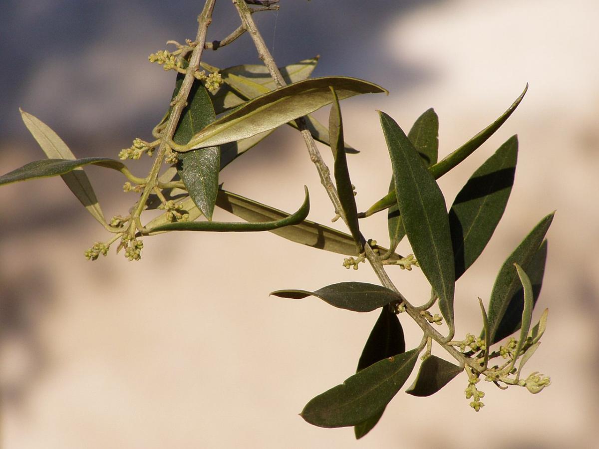 The olive tree blooms in spring