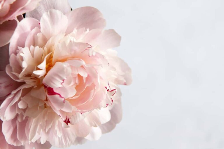 A guide to growing peonies for a beautiful garden display