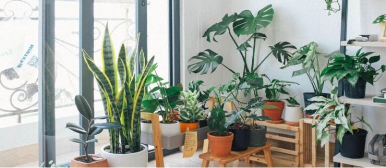 plantas interior faciles de mantener