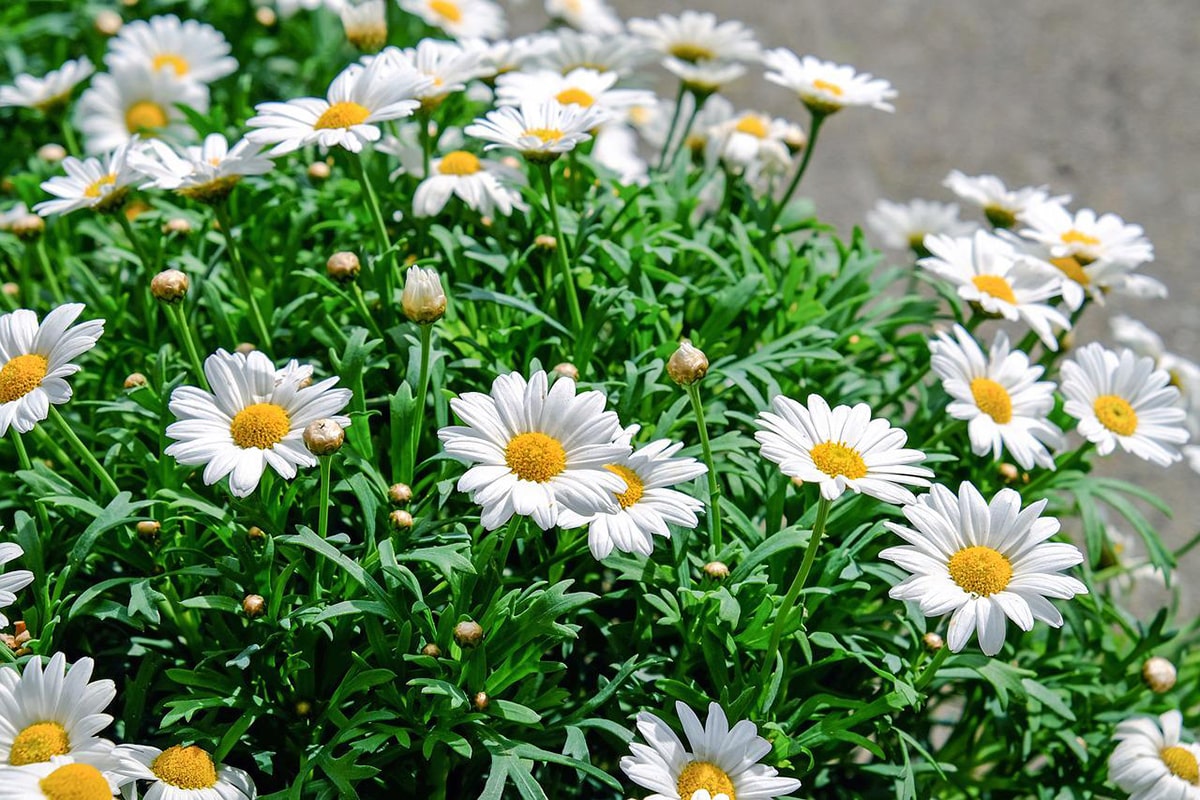 Prune daisies in late winter or early spring.