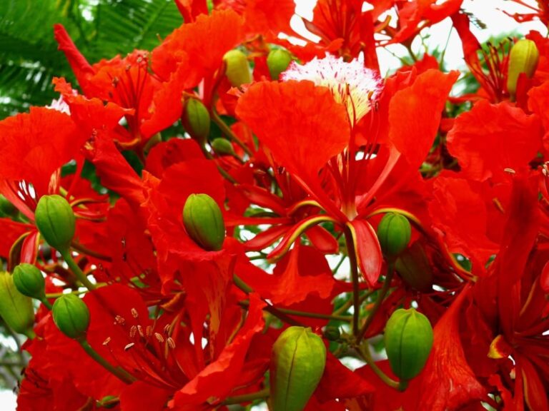 El flamboyan tiene las flores rojas