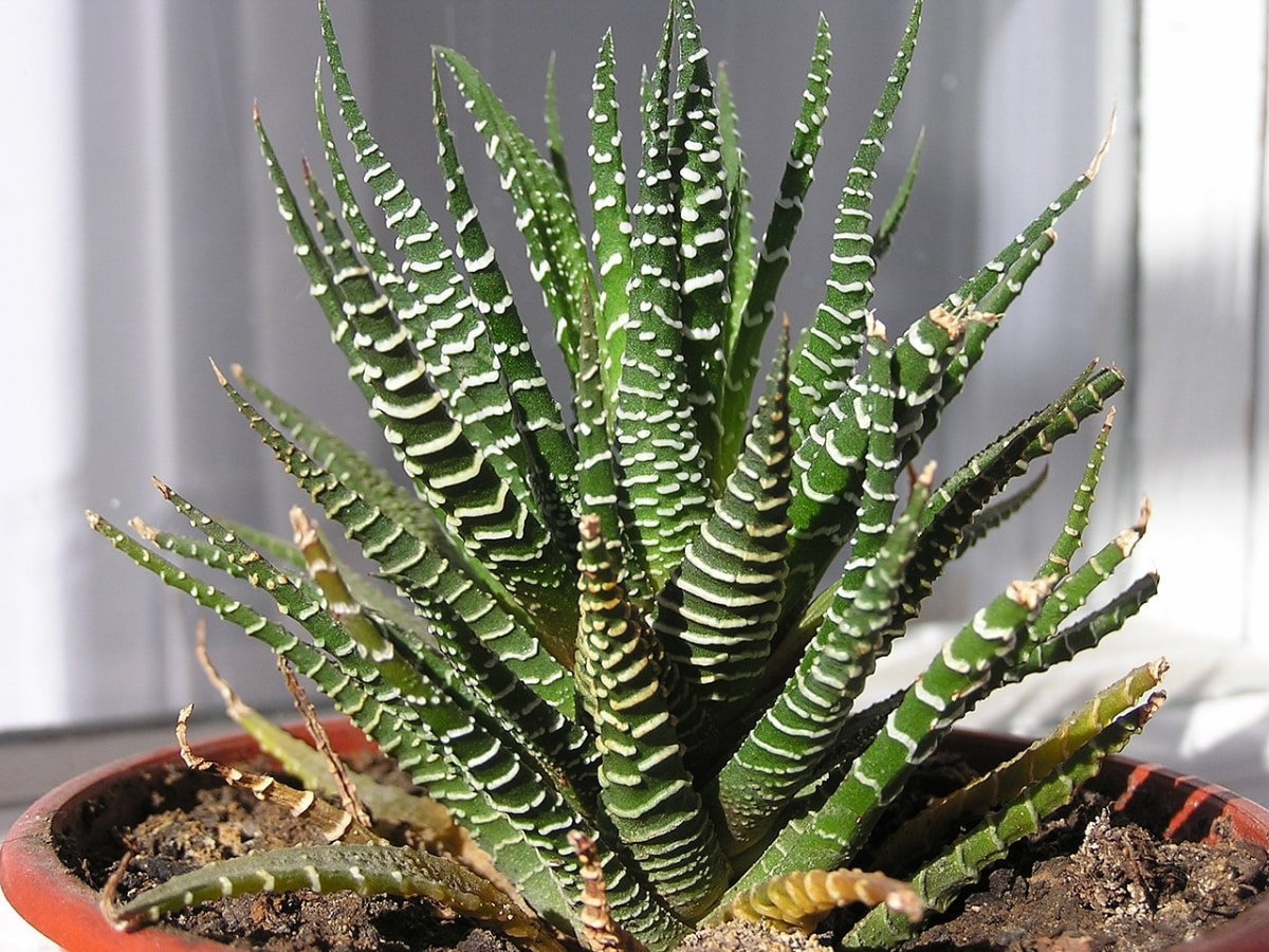 Haworthia attenuata is a small plant