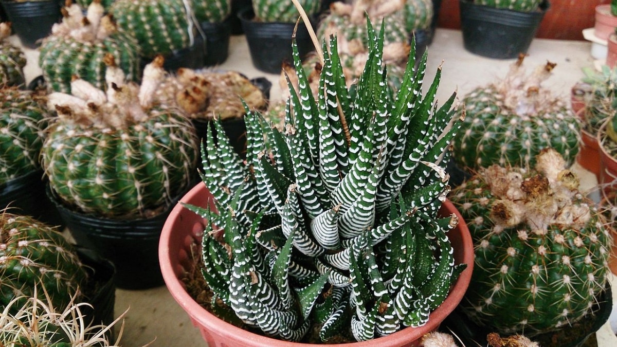 Haworthia should be watered little