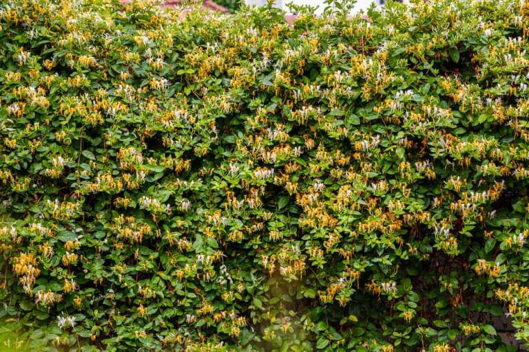 How to Treat Invasive Honeysuckle (And Which to Plant Instead)