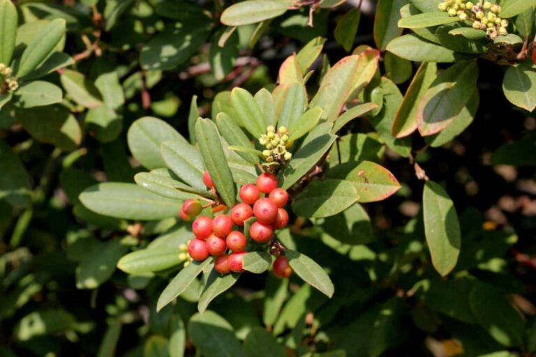 How to Plant and Care for These Versatile Gems