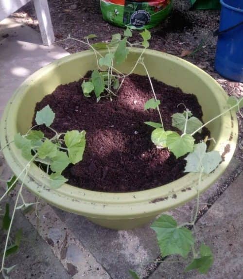 grow cucamelon in a pot