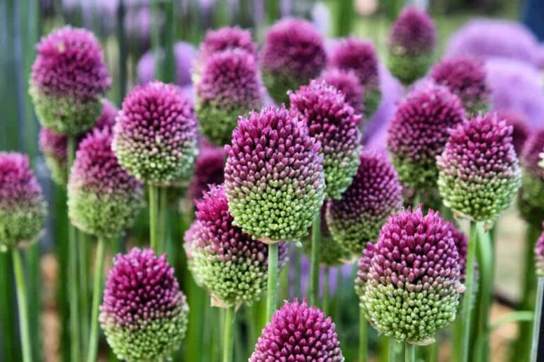 Everything you need to know about growing ornamental alliums