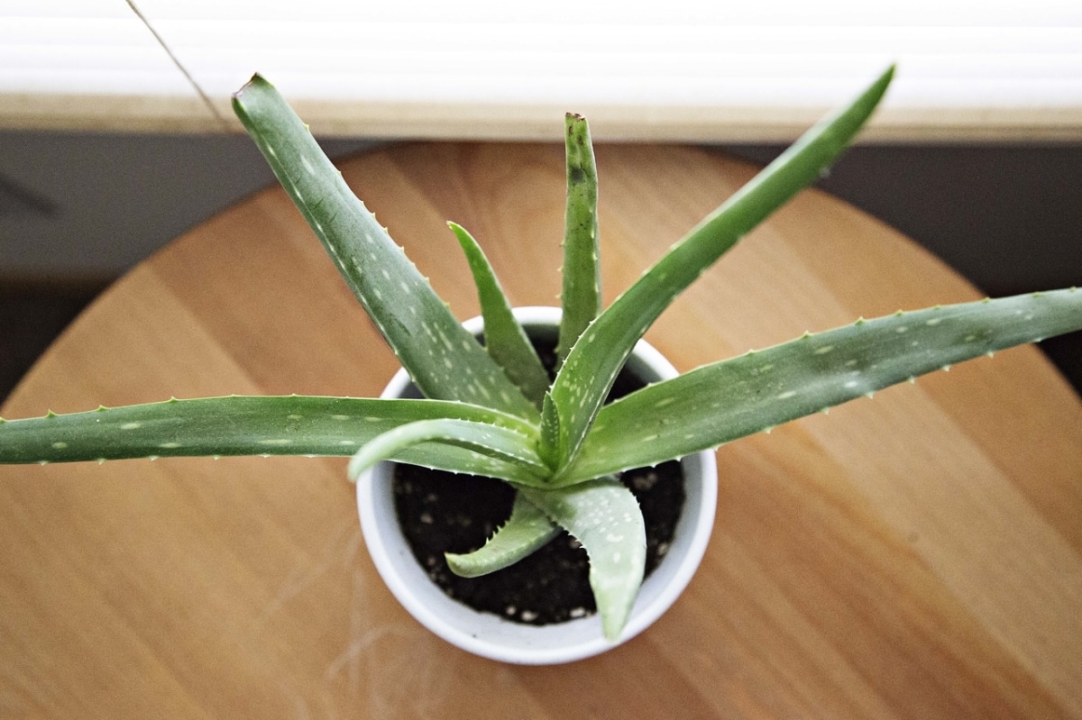 Aloe vera grows fast