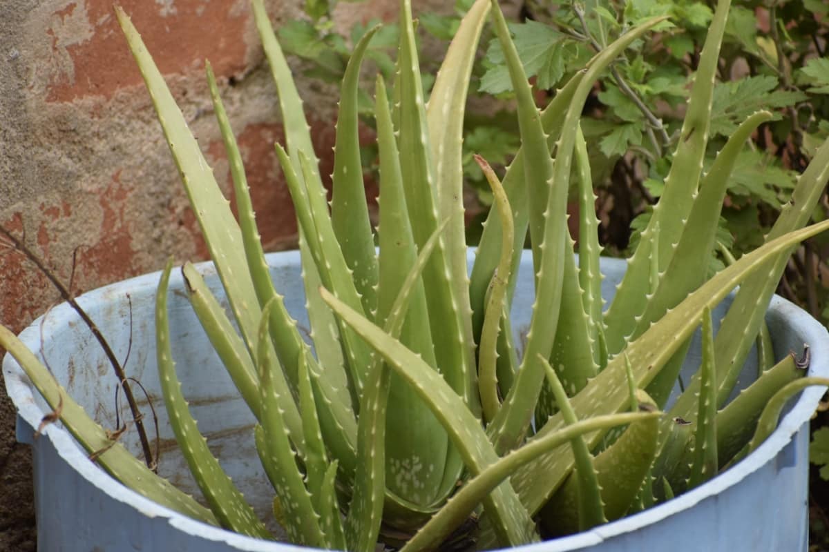 Aloe vera is sown in spring