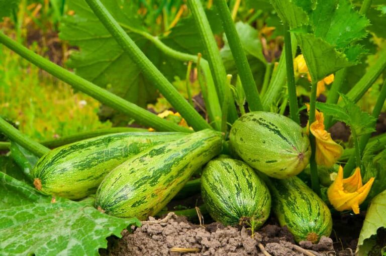 My zucchini are falling!  Why does this happen?