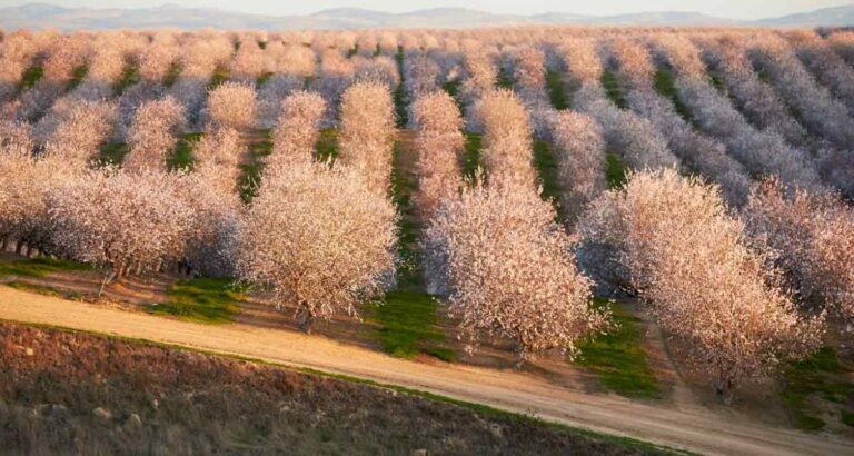 Plantacion de almendros