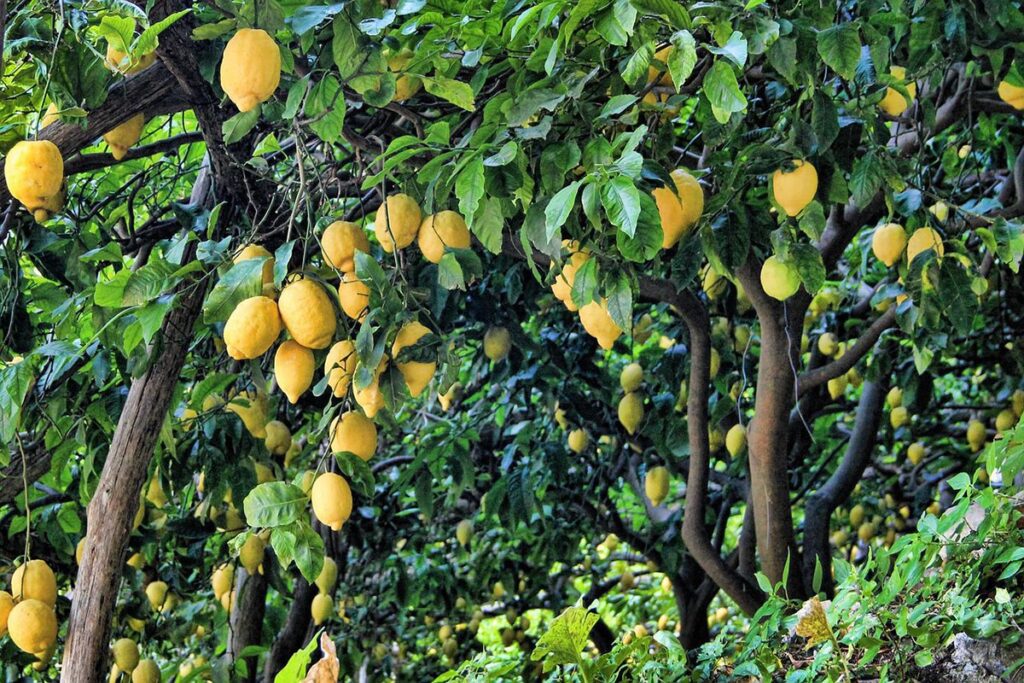 Muchos árboles frutales se pueden cultivar en macetas grandes