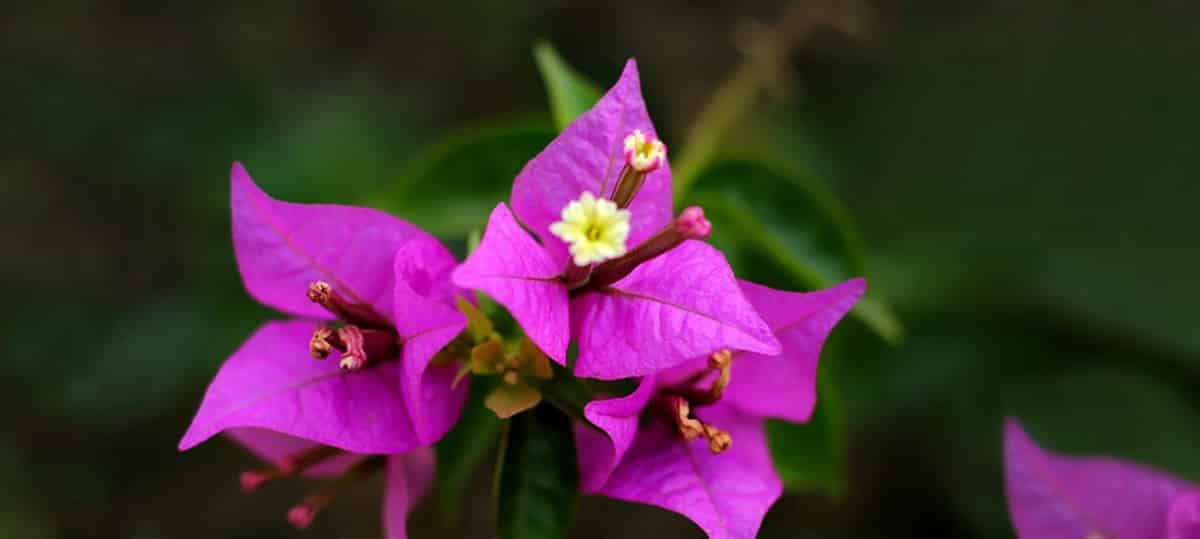 bougainvillea flower