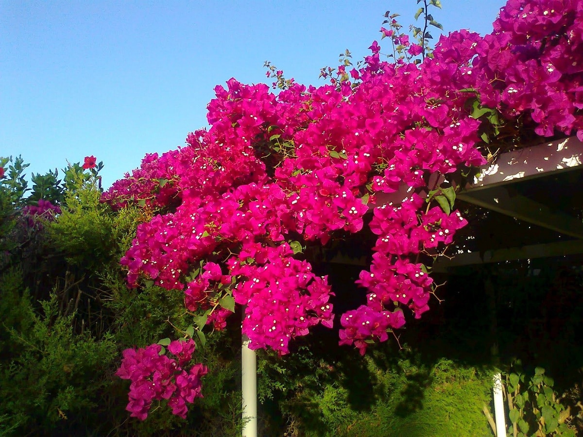 Should the bougainvillea be in the sun or in the shade? - Global ...