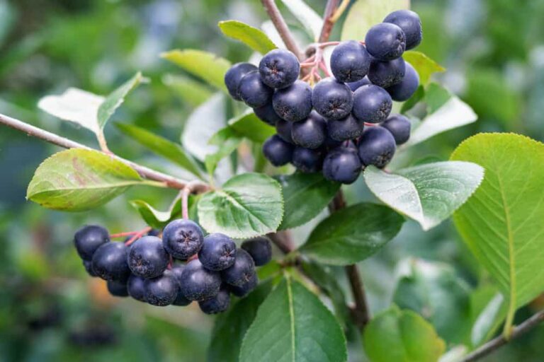 A guide to raising this delicious super fruit
